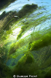 "Palude del capitano" spring by Giuseppe Piccioli 